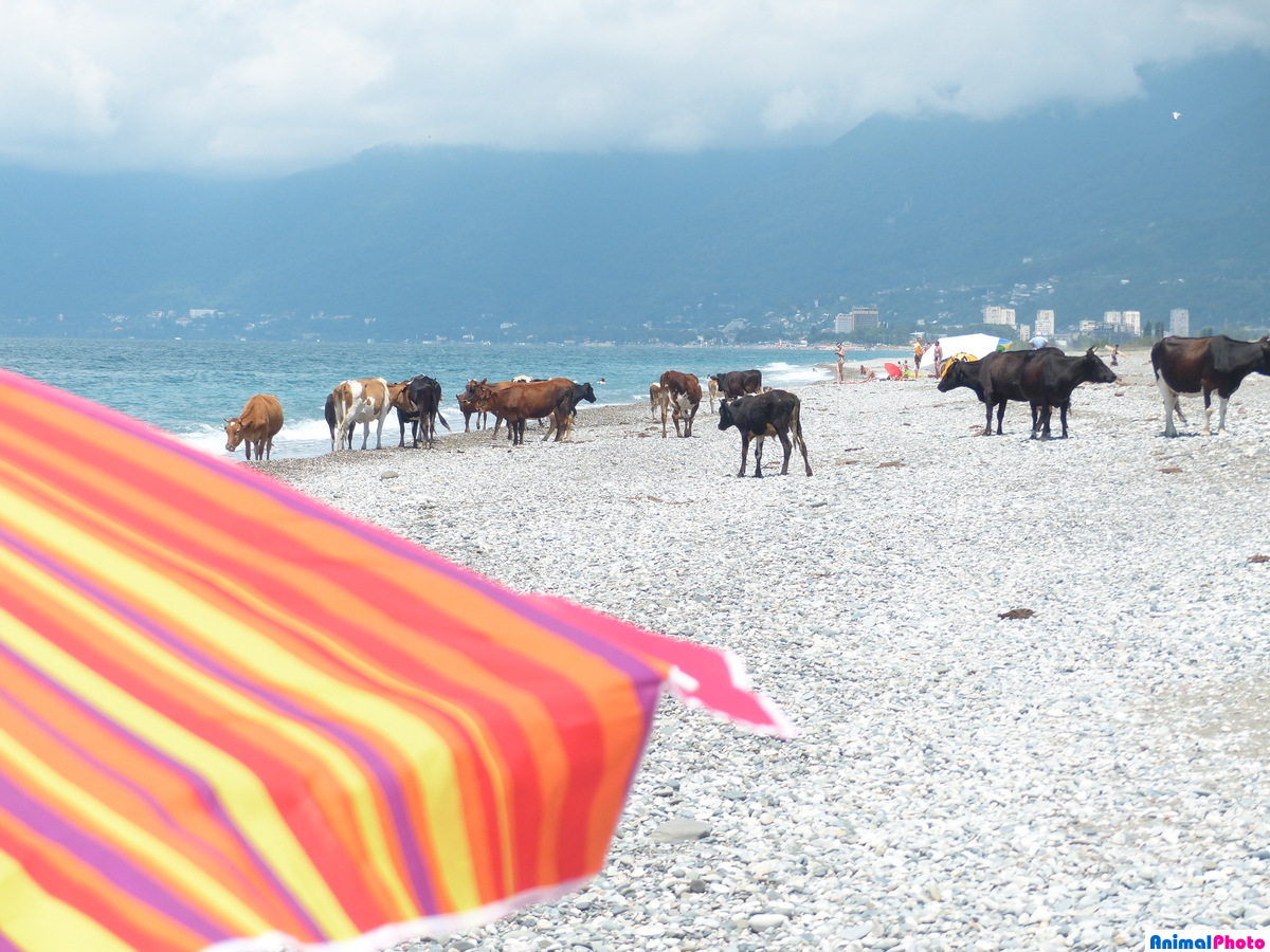 Коровы на пляже.