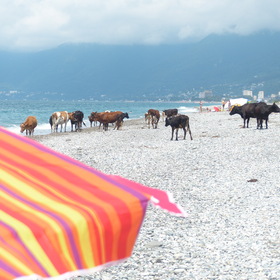Коровы на пляже.